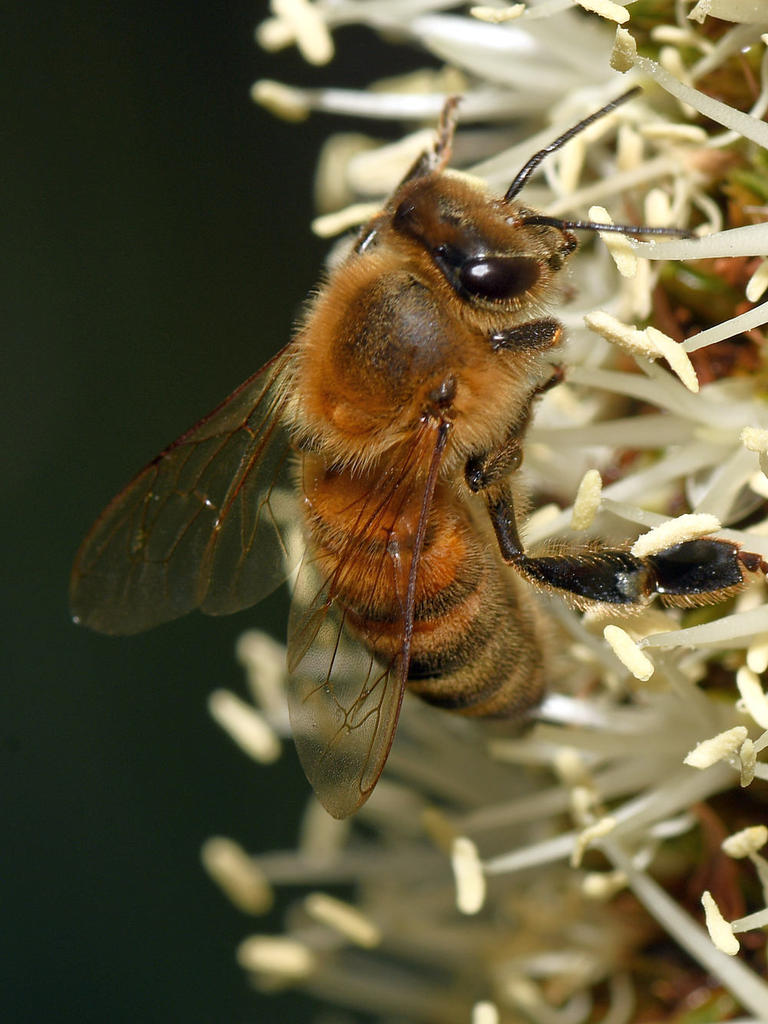 Bee8.jpg