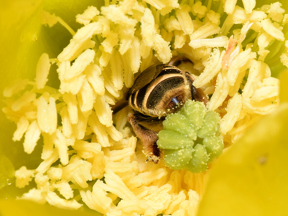 Bee9.jpg