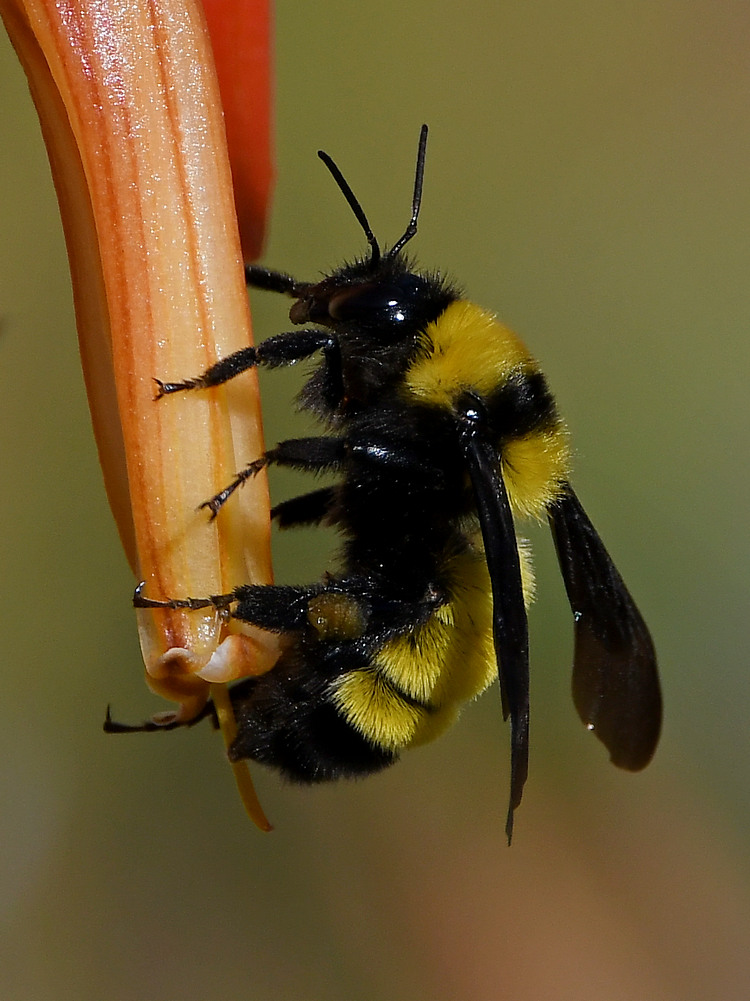 Bee9.jpg