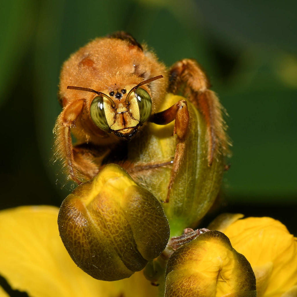 Bee9.jpg