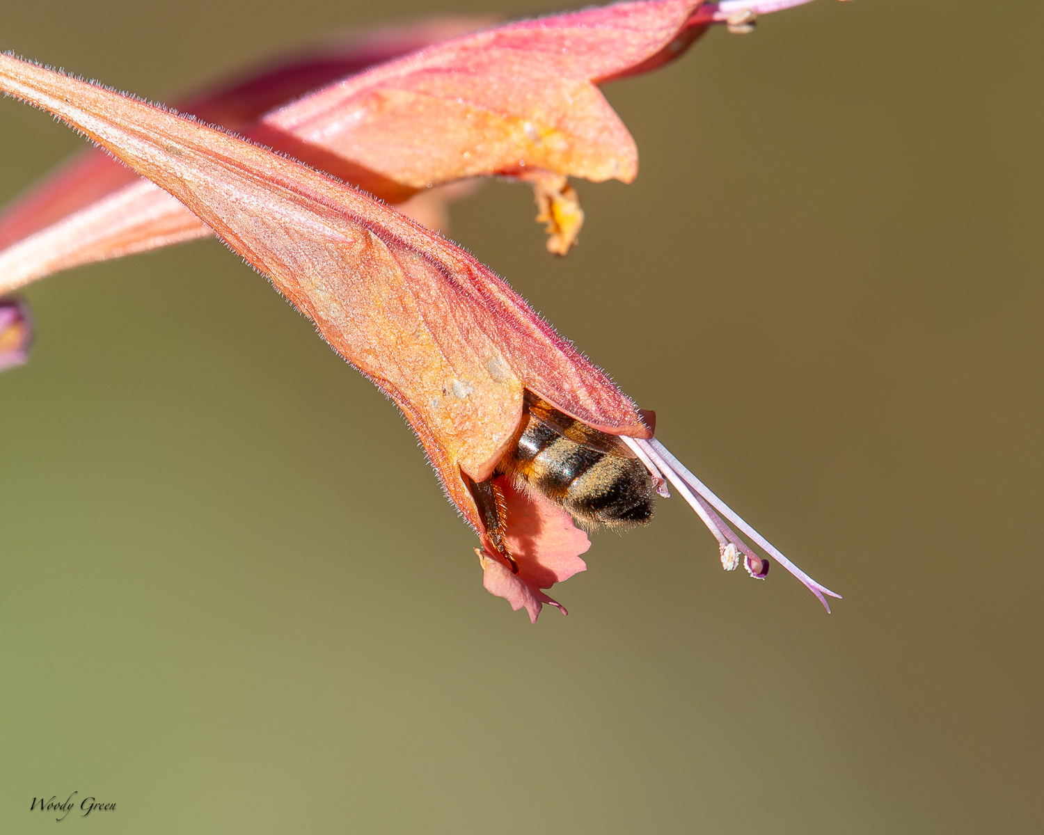 BeeButt-295.jpg