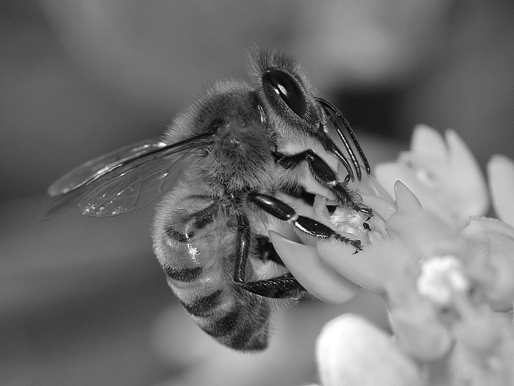 BeeBW.jpg