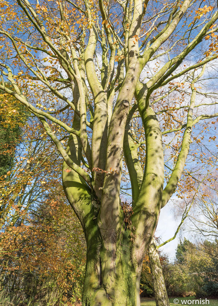 Beech2.jpg