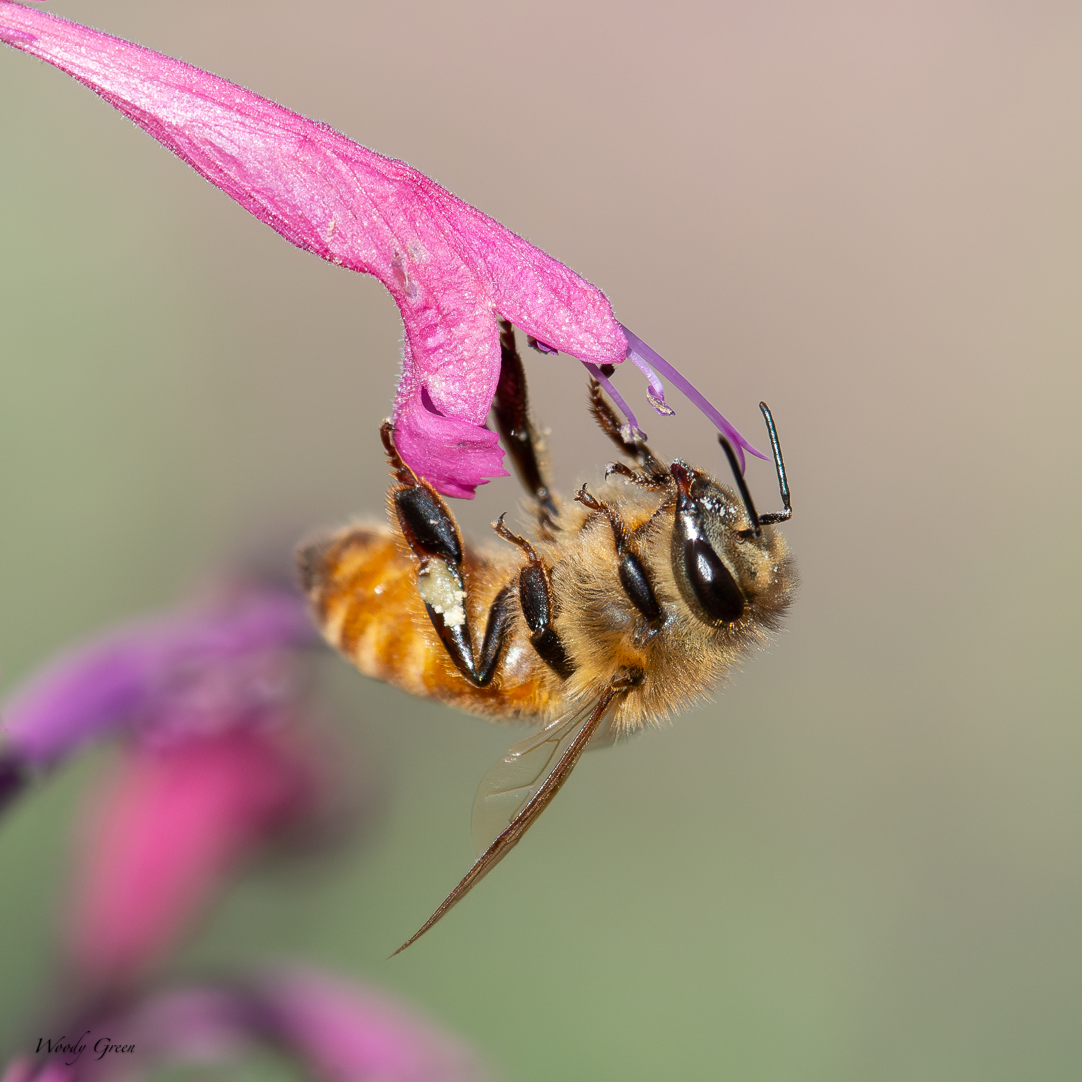 BeeFlower-121.jpg
