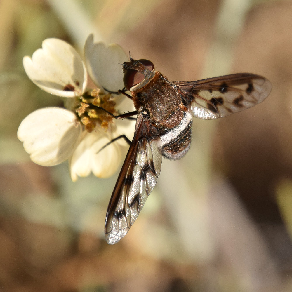 BeeFly.jpg