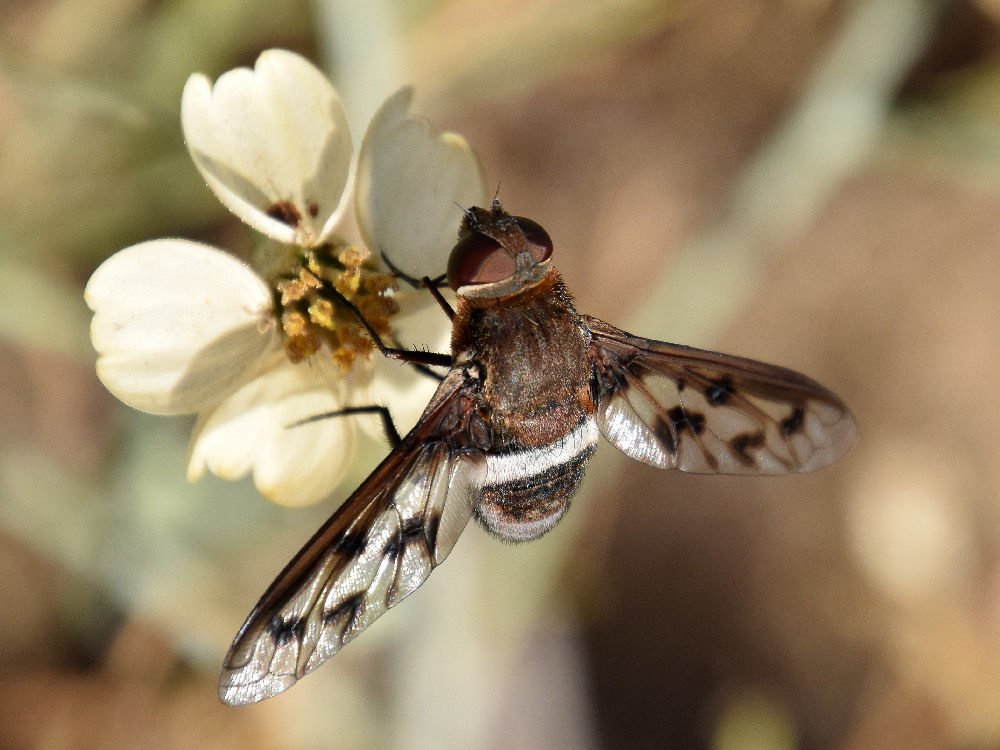 BeeFly2.jpg