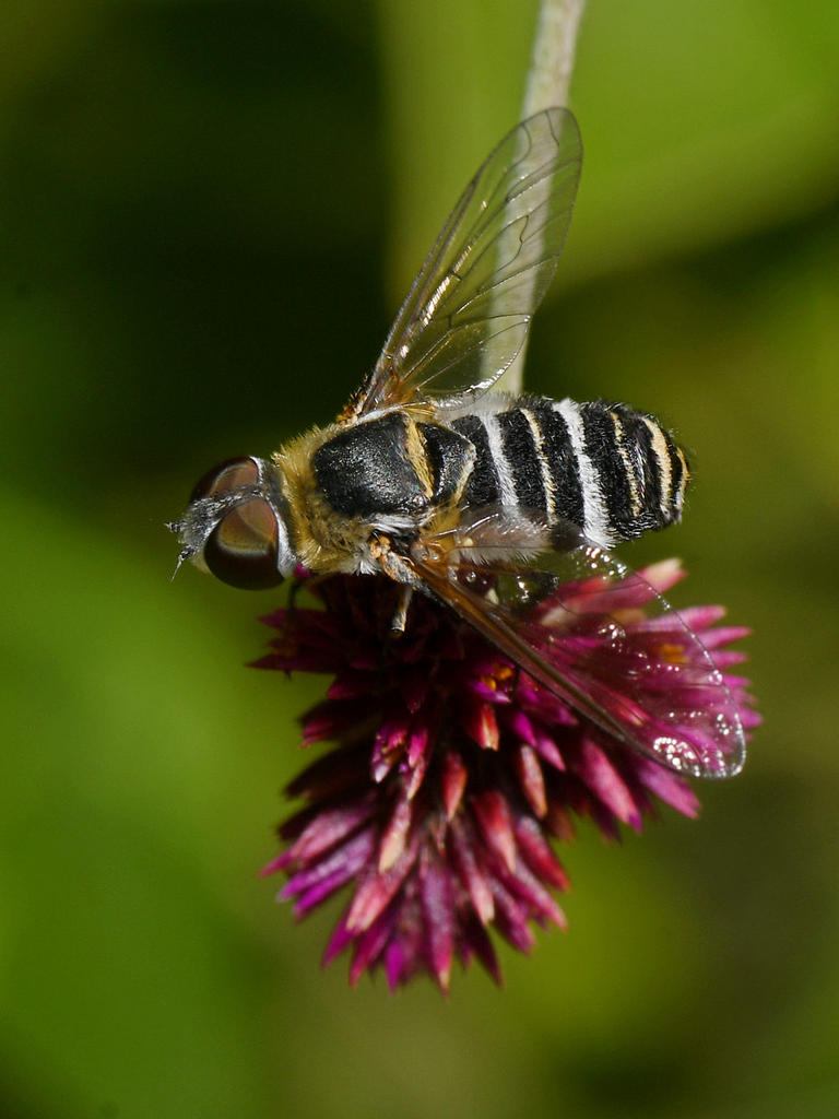 BeeFly2.jpg