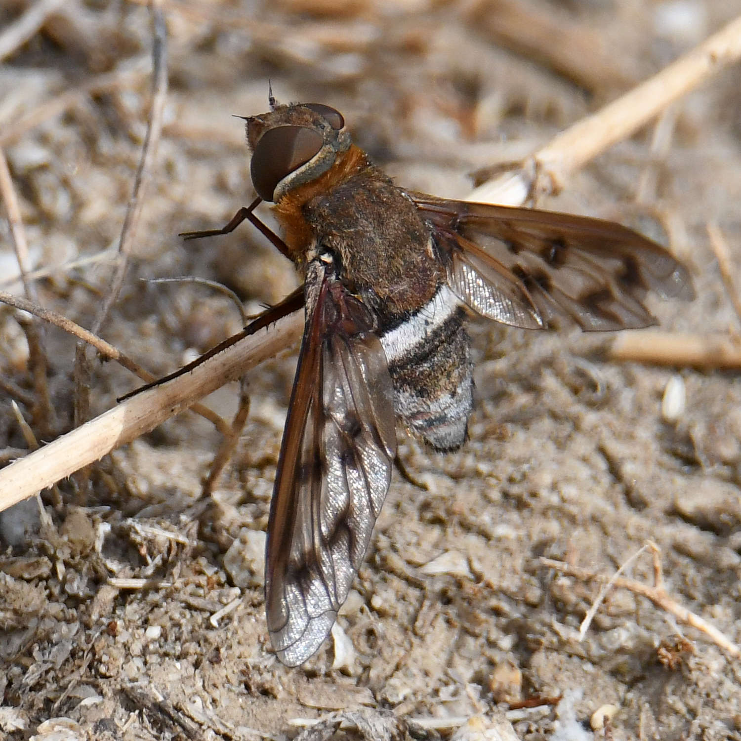 BeeFly5.jpg