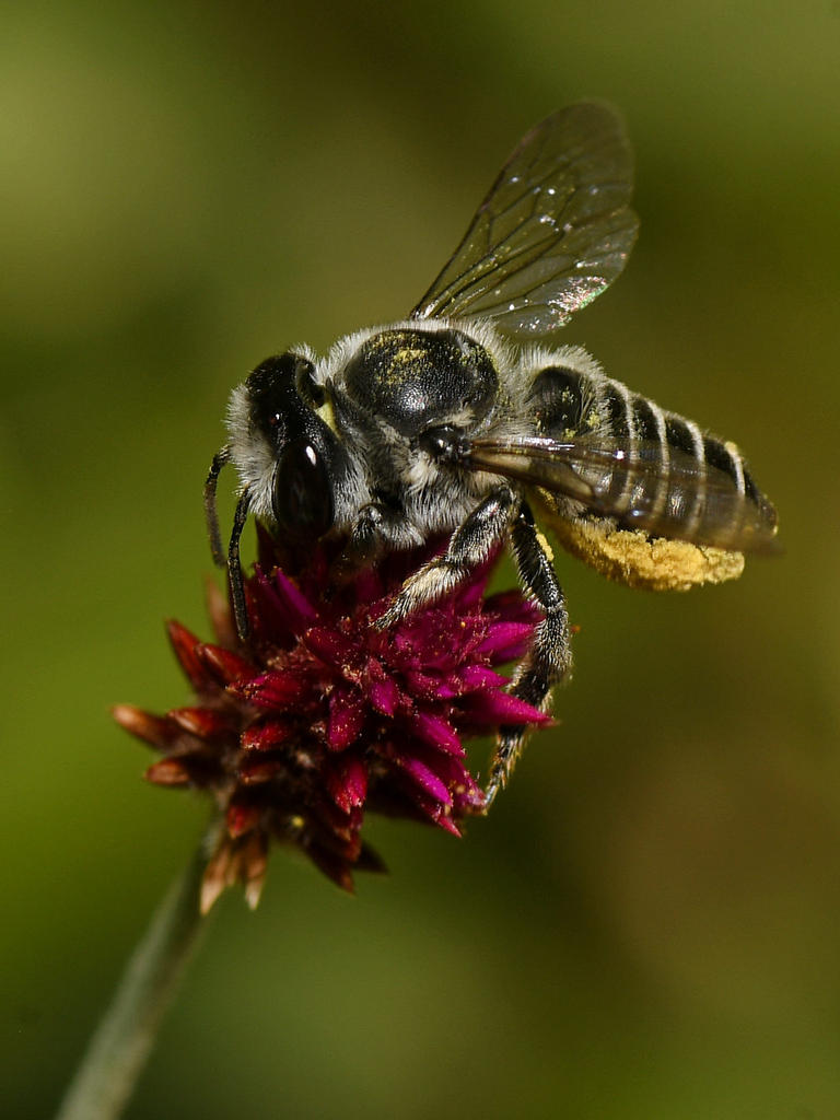 BeeFly6.jpg
