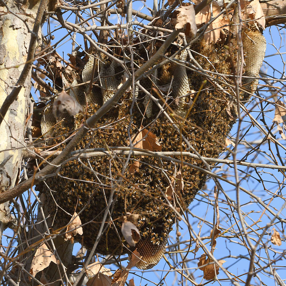 BeeHive.jpg