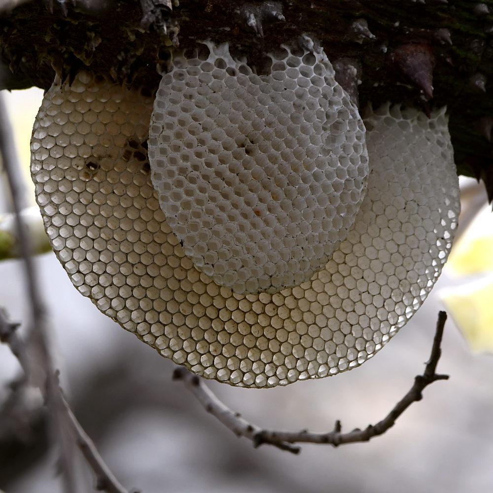 BeeHive.jpg