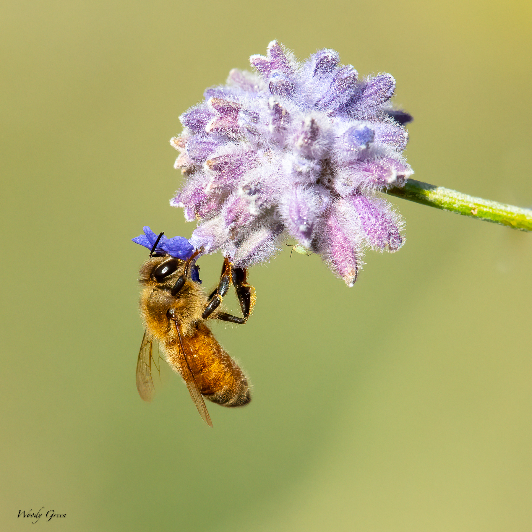 BeeLavender-57.jpg