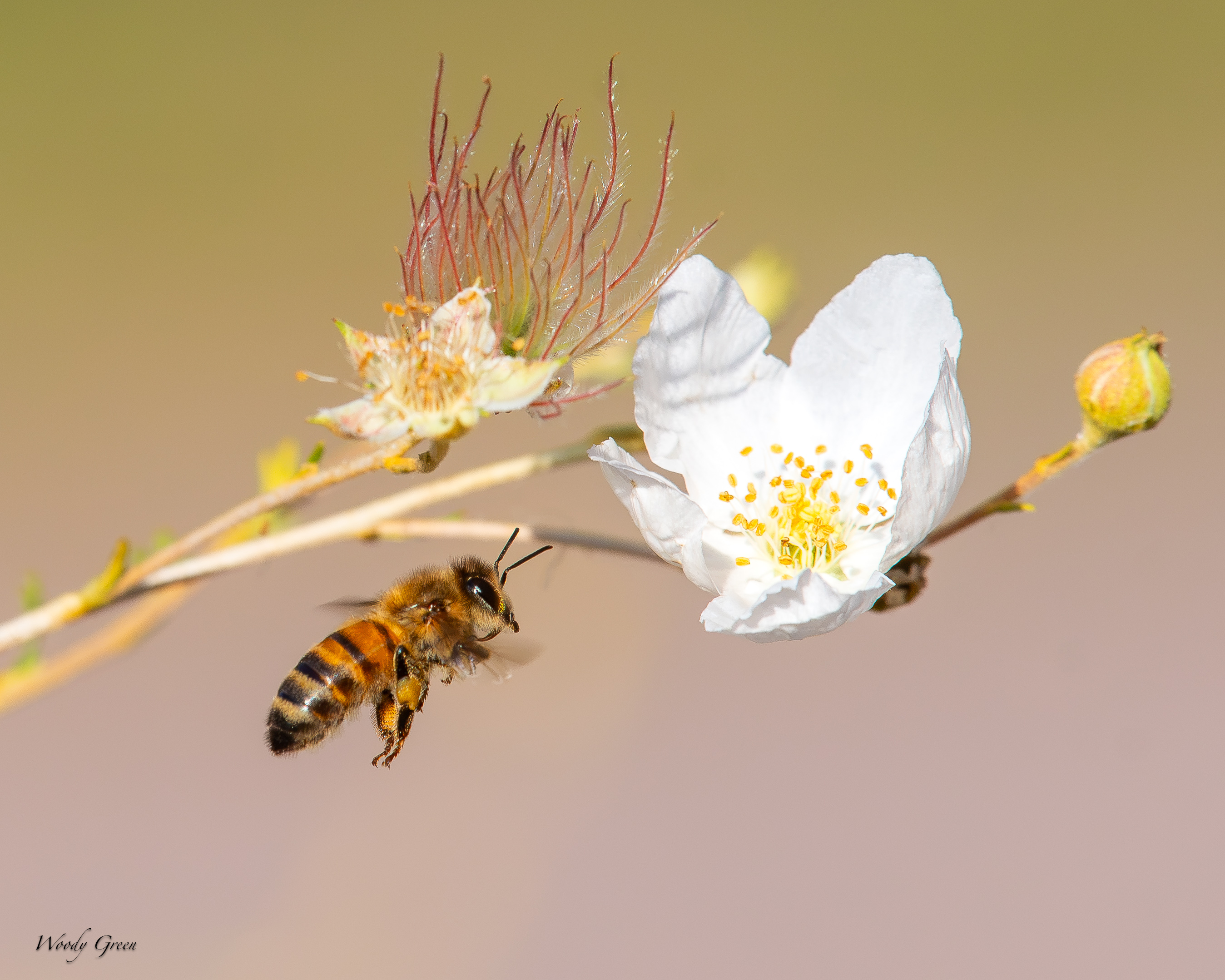 bees-704.jpg