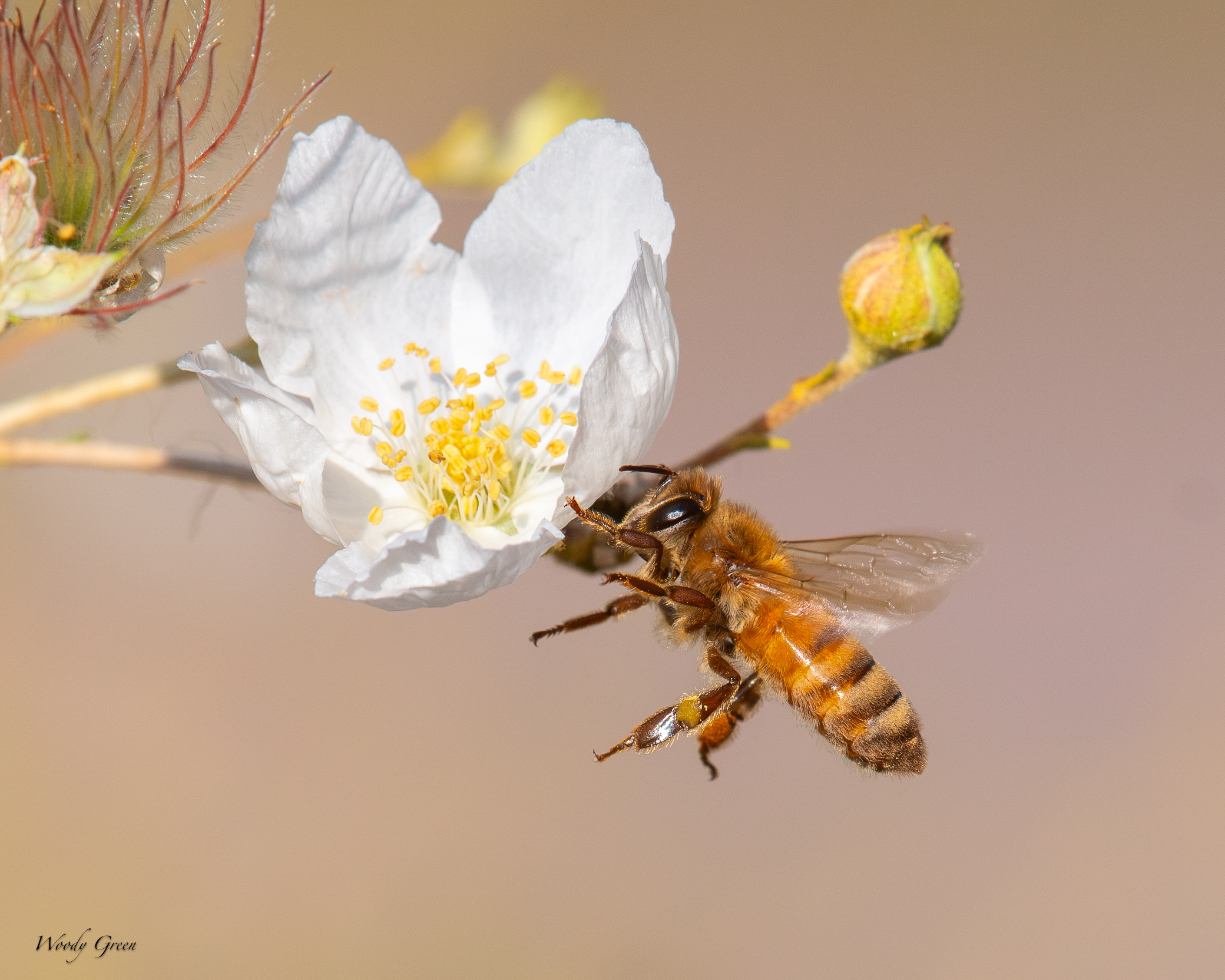 bees-705.jpg
