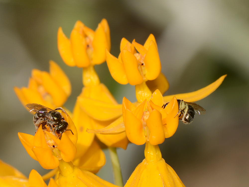 Bees.jpg