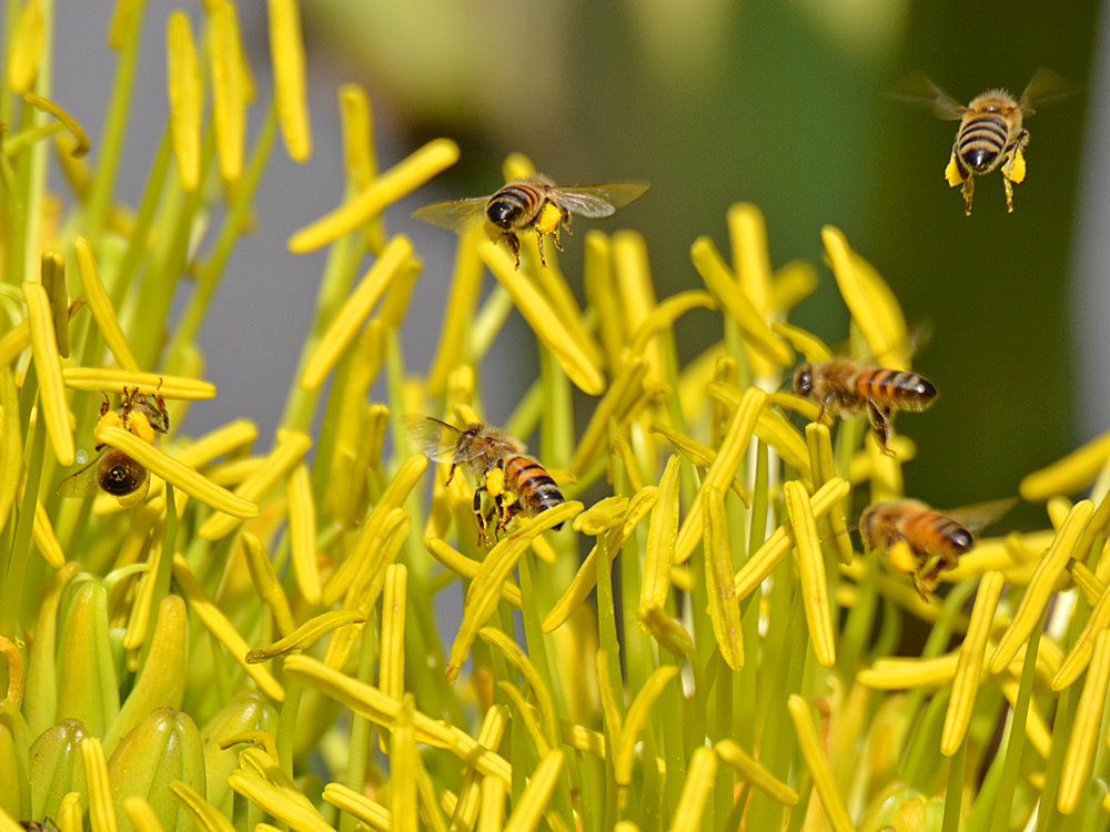Bees.jpg