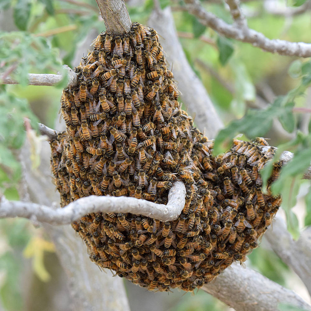 Bees.jpg