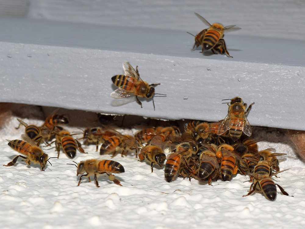 Bees.jpg