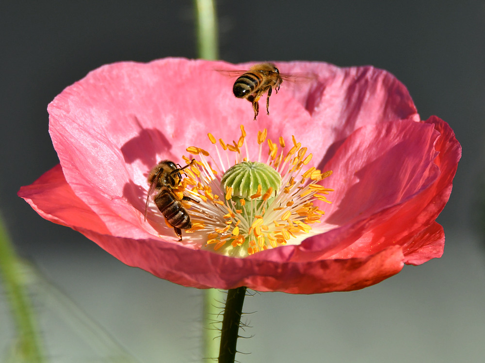 Bees.jpg