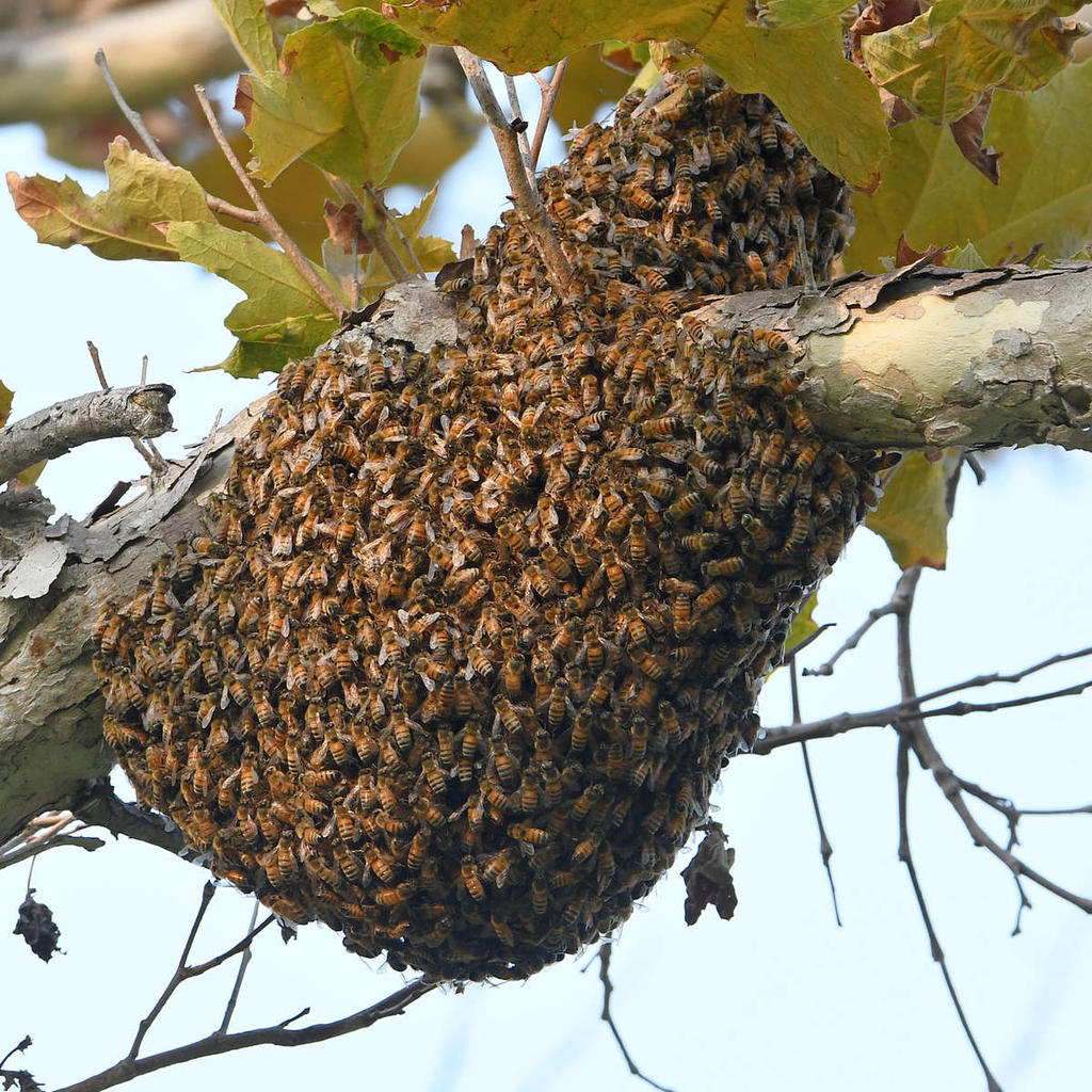 Bees.jpg
