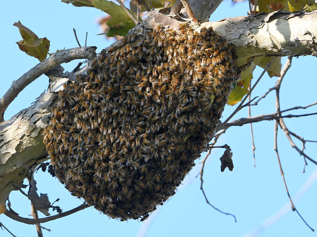 Bees.jpg