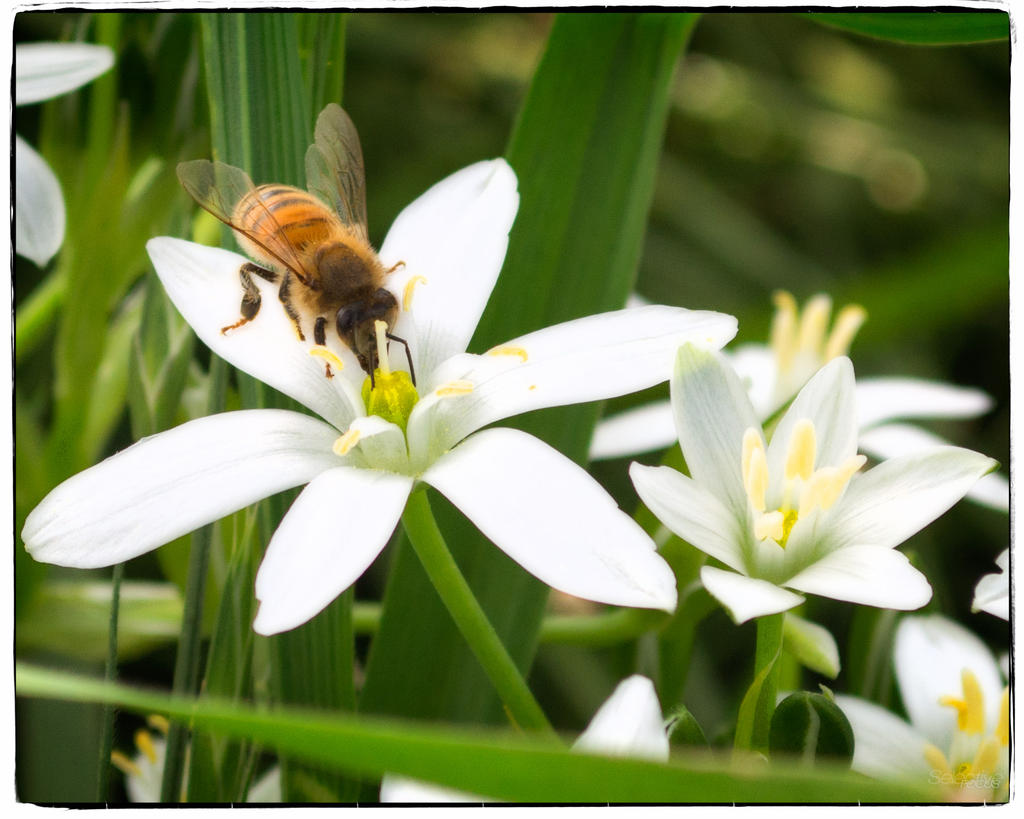 Bees1.jpg