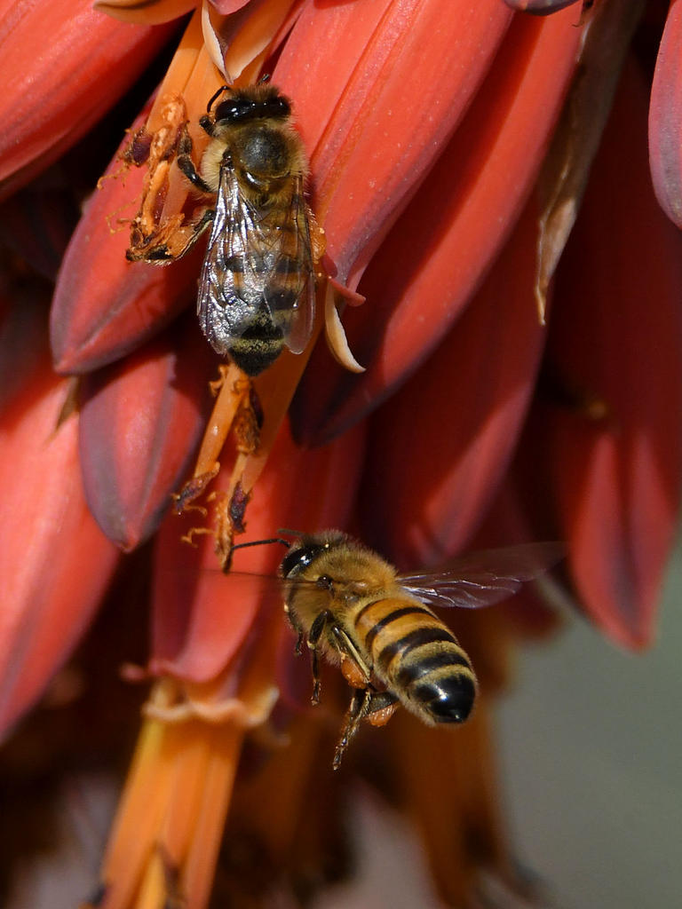 Bees10.jpg