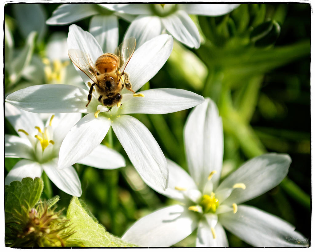Bees2.jpg