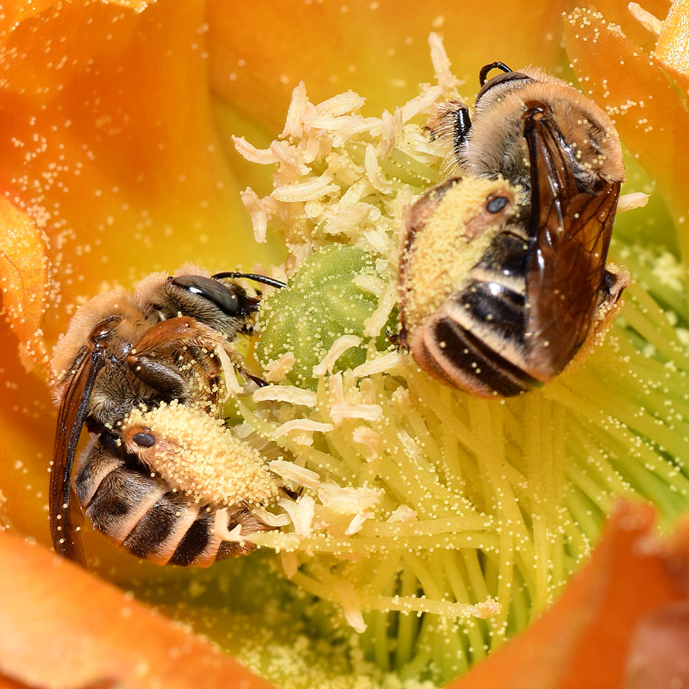 Bees2.jpg