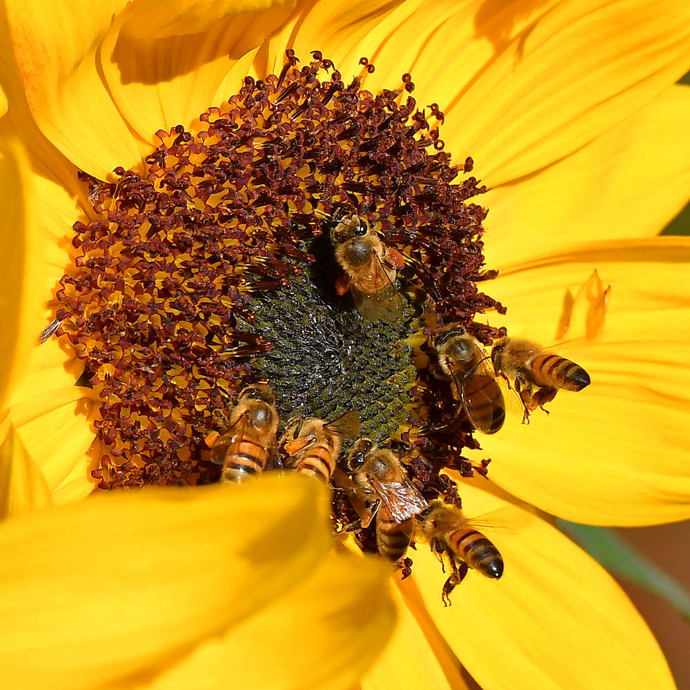 Bees2.jpg