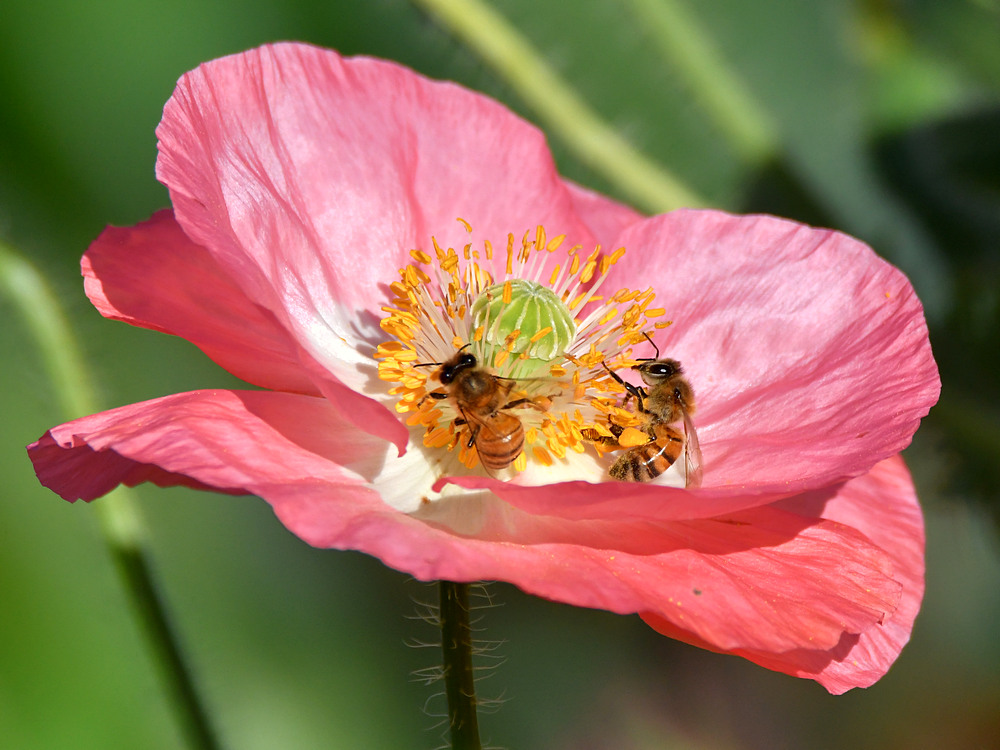 Bees2.jpg