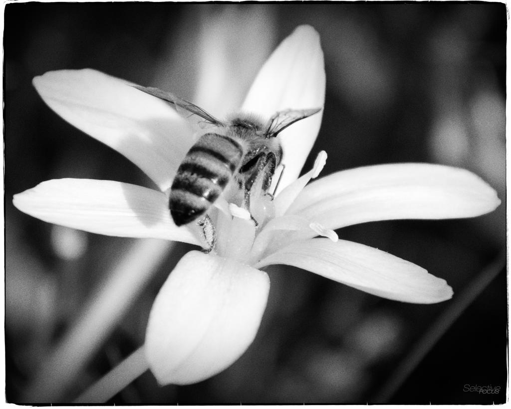 Bees3.jpg
