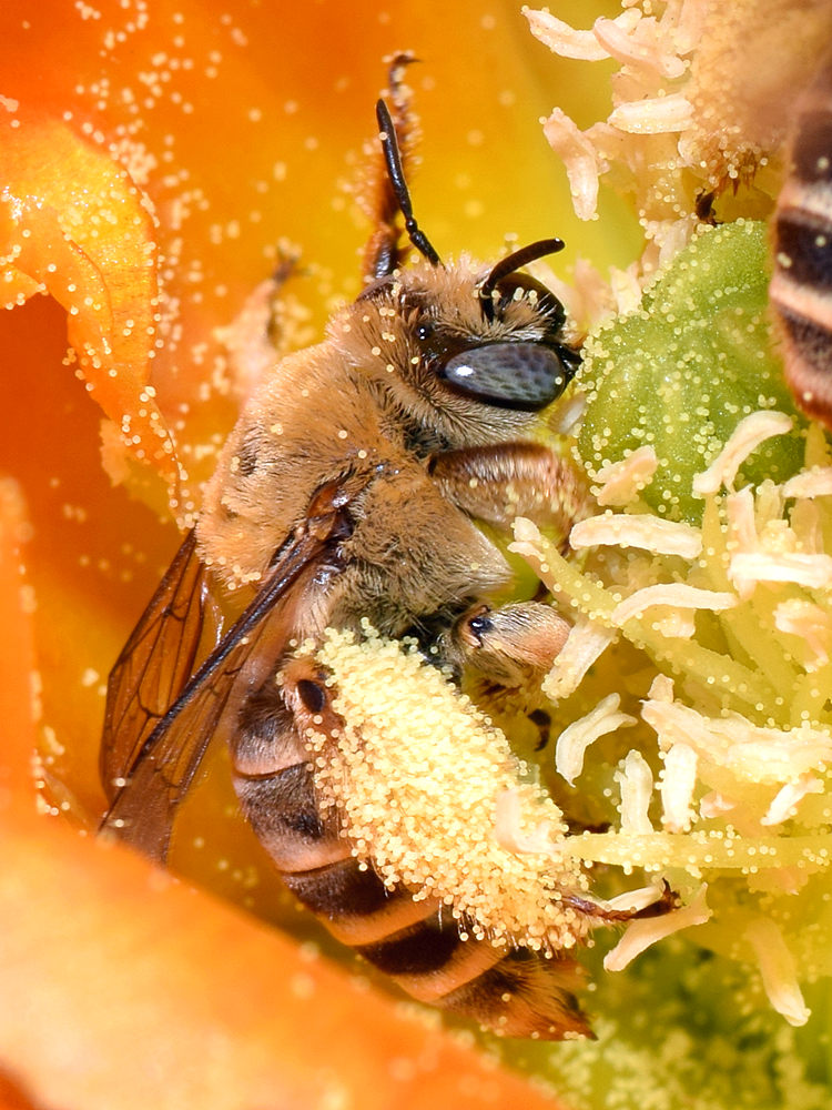 Bees3.jpg