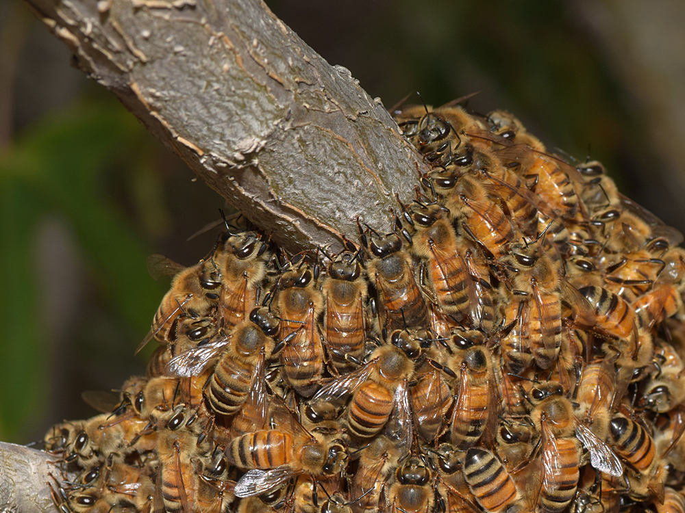 Bees3.jpg
