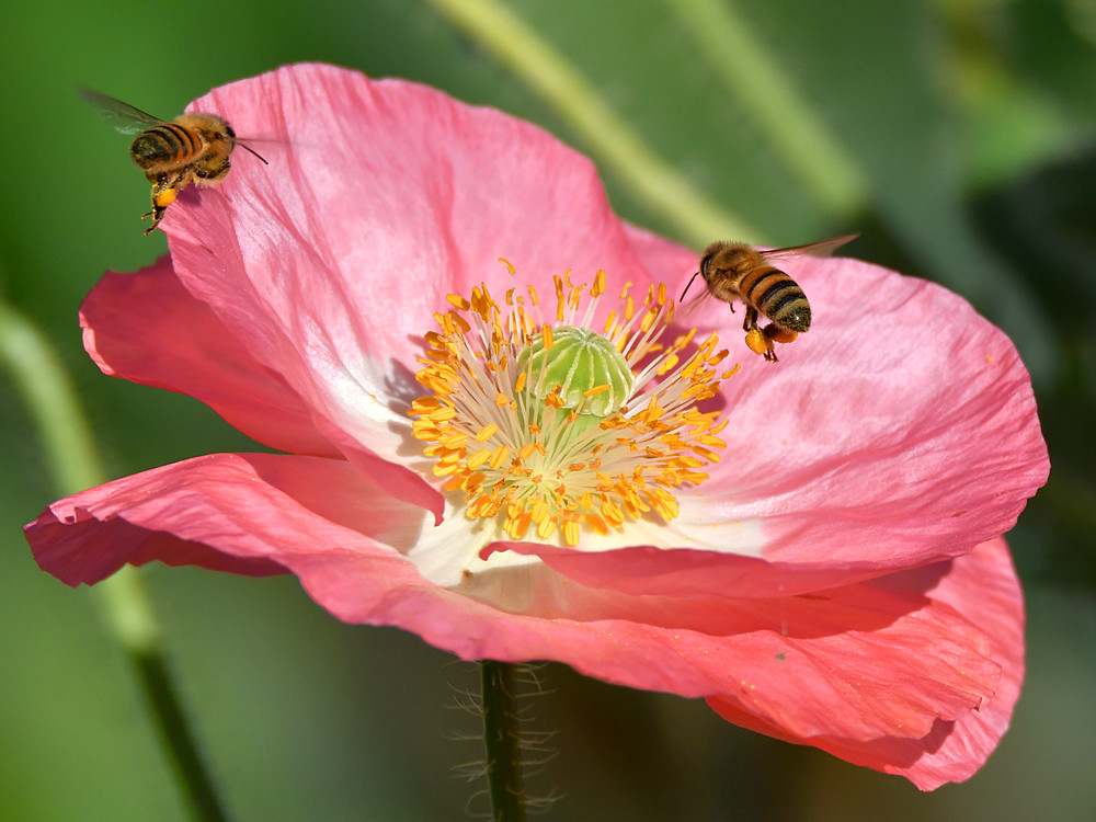 Bees3.jpg