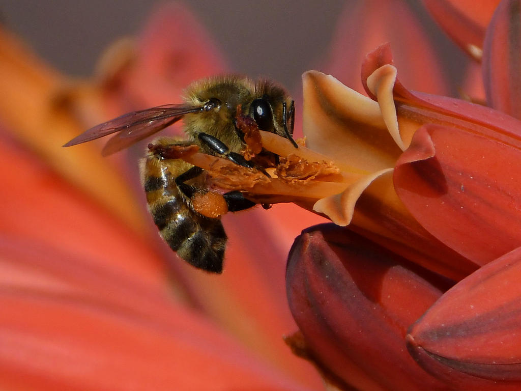Bees3.jpg