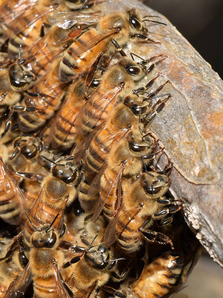 Bees4.jpg