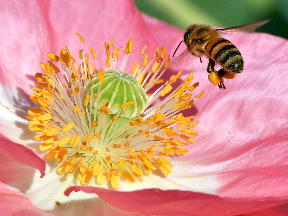Bees4.jpg