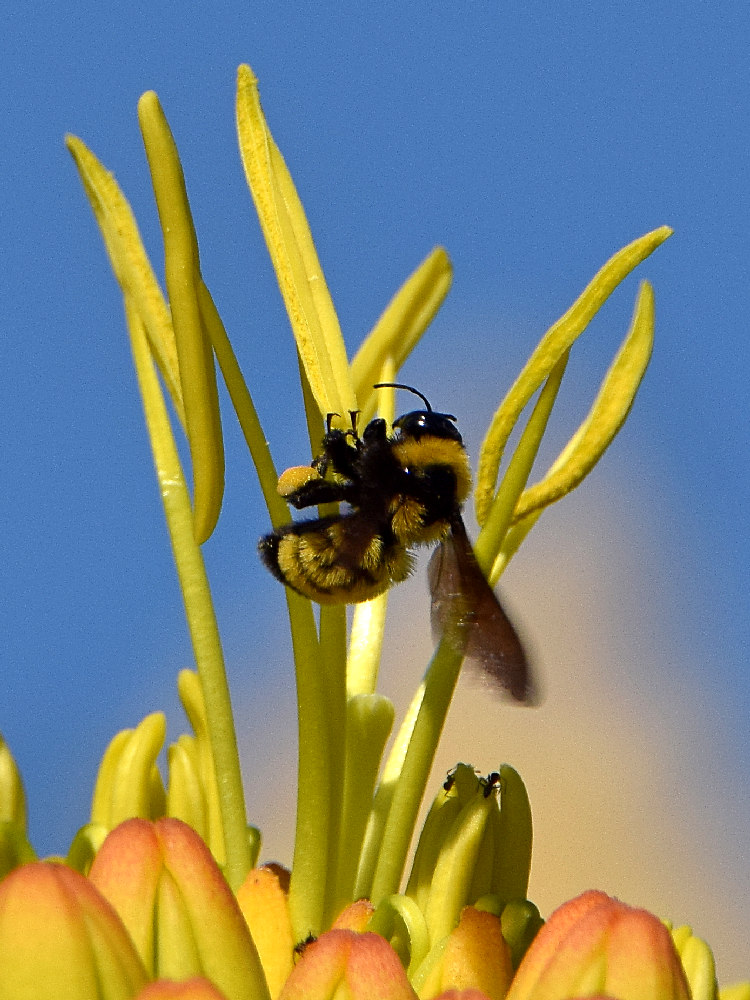 Bees4.jpg