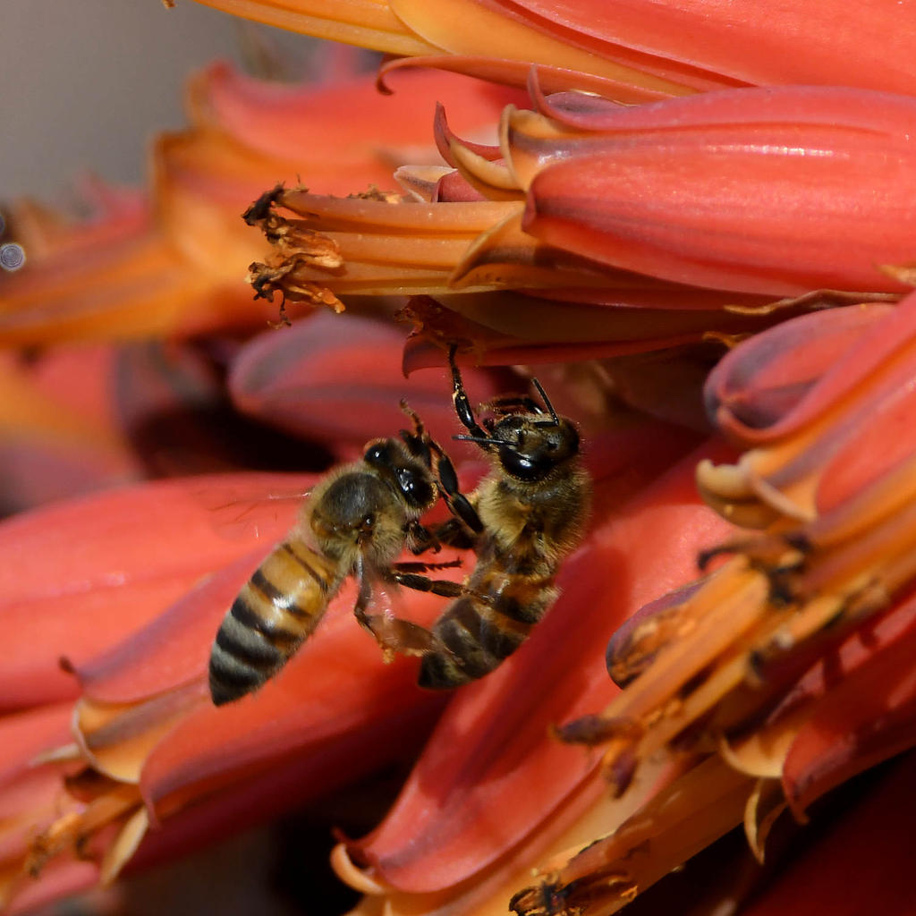Bees4.jpg