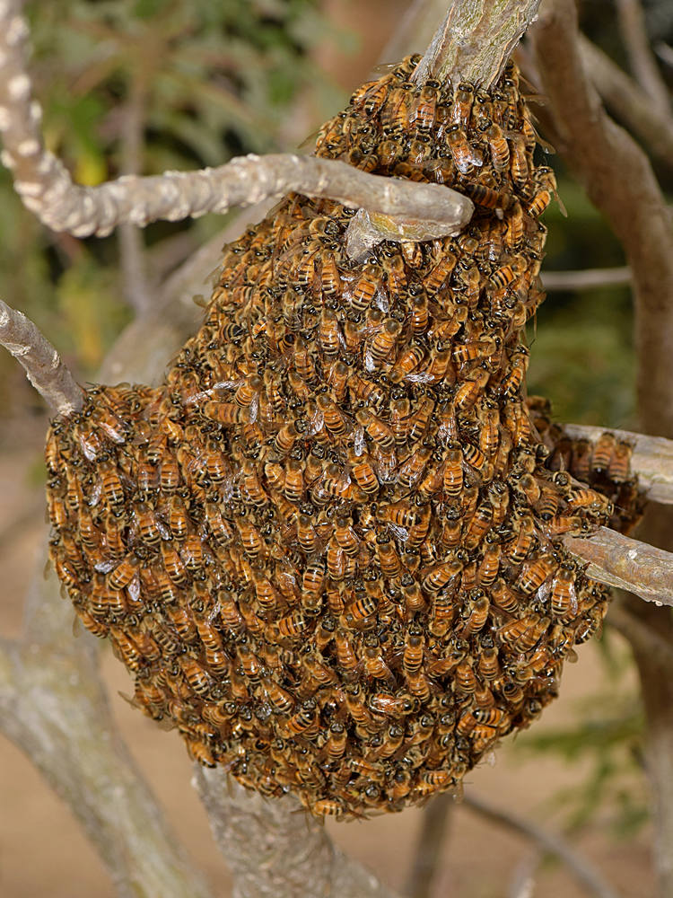 Bees5.jpg
