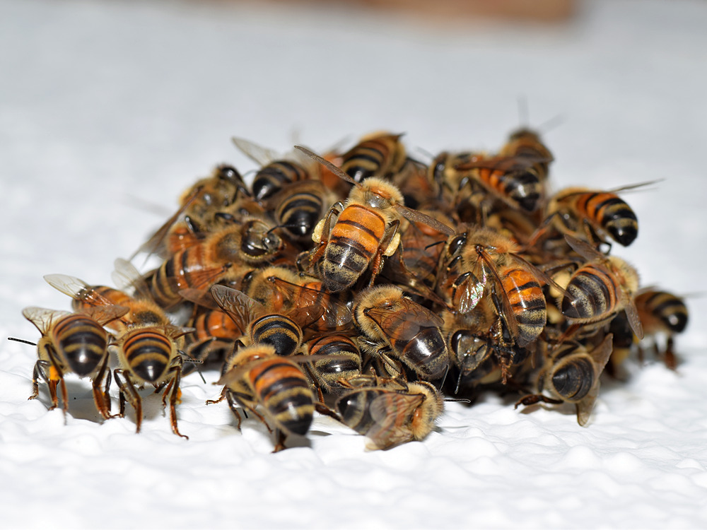 Bees5.jpg