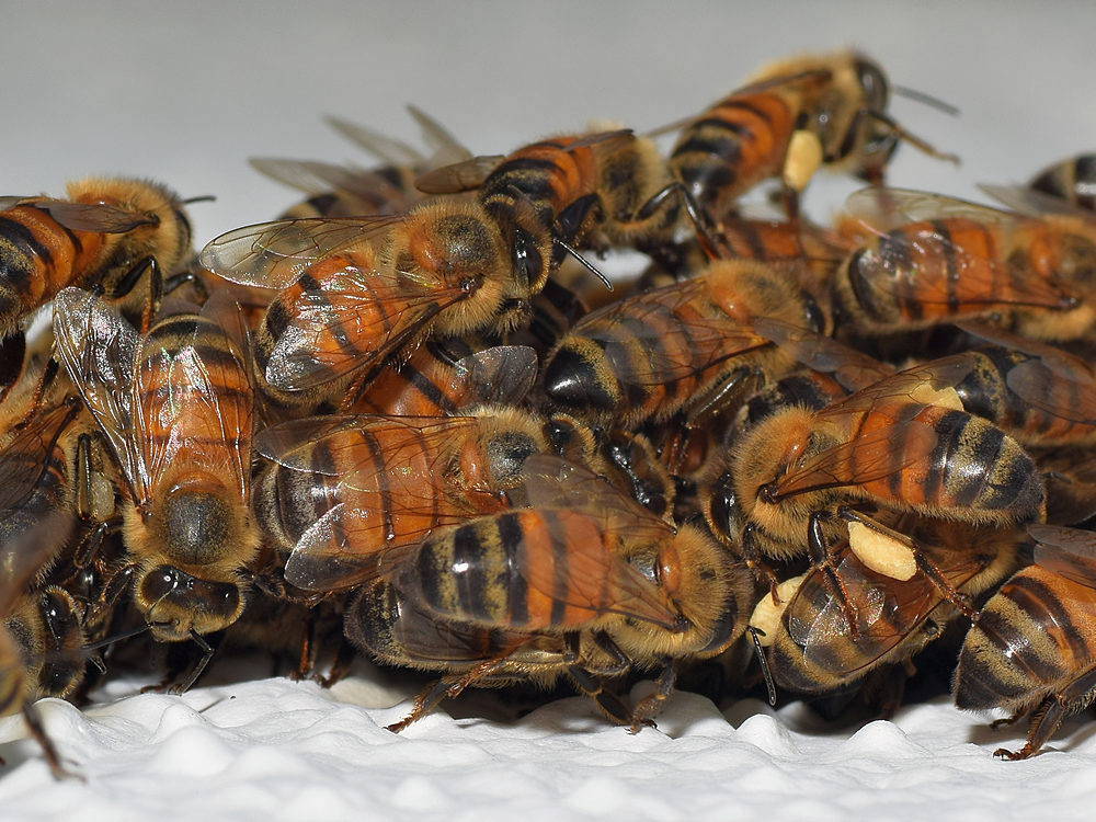 Bees6.jpg