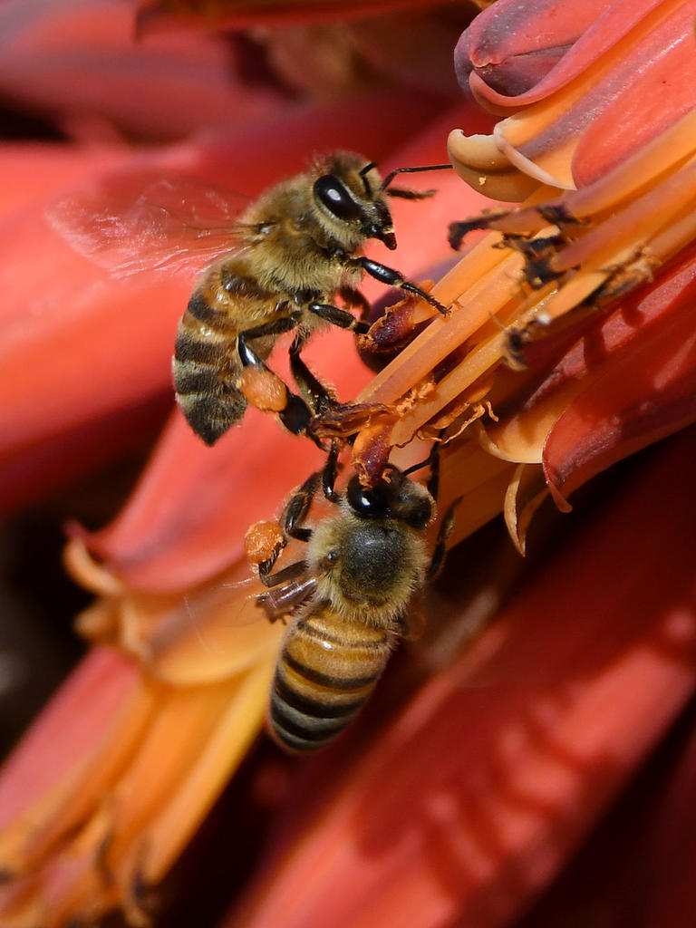 Bees7.jpg
