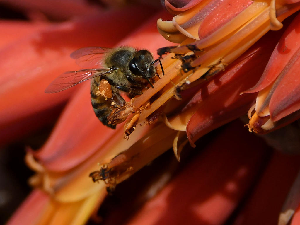 Bees9.jpg
