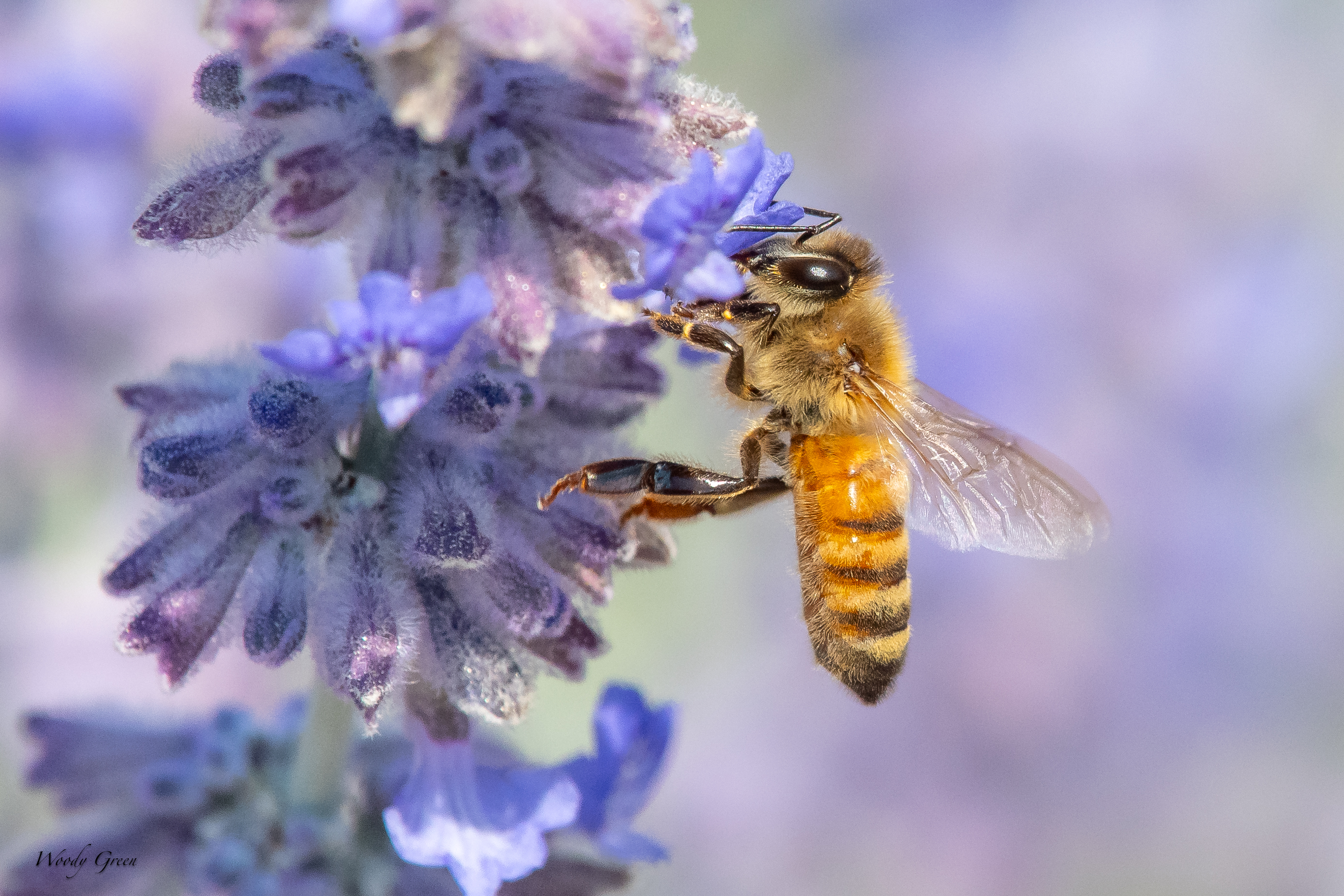 BeesLavender-61.jpg