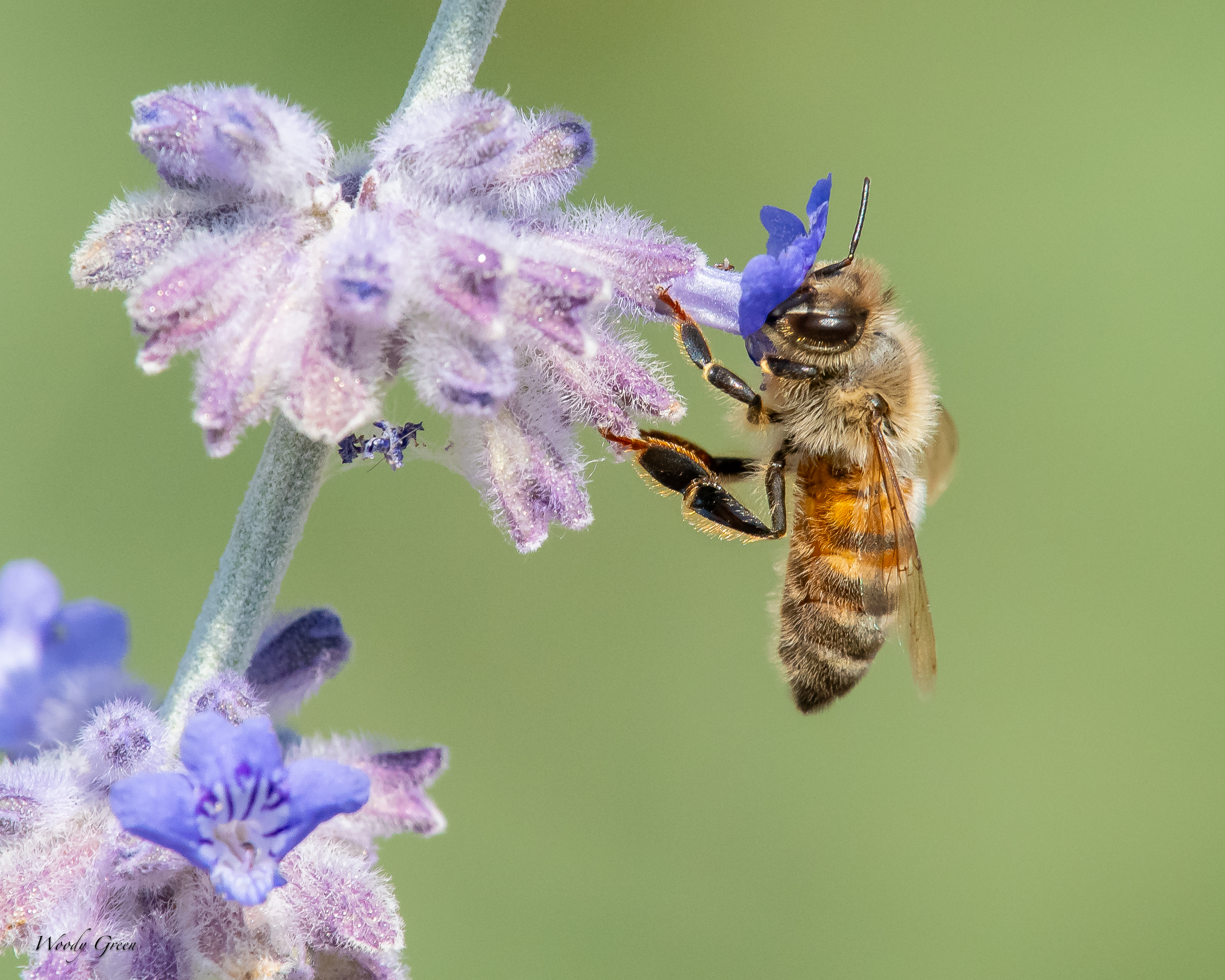 BeesLavender-62.jpg