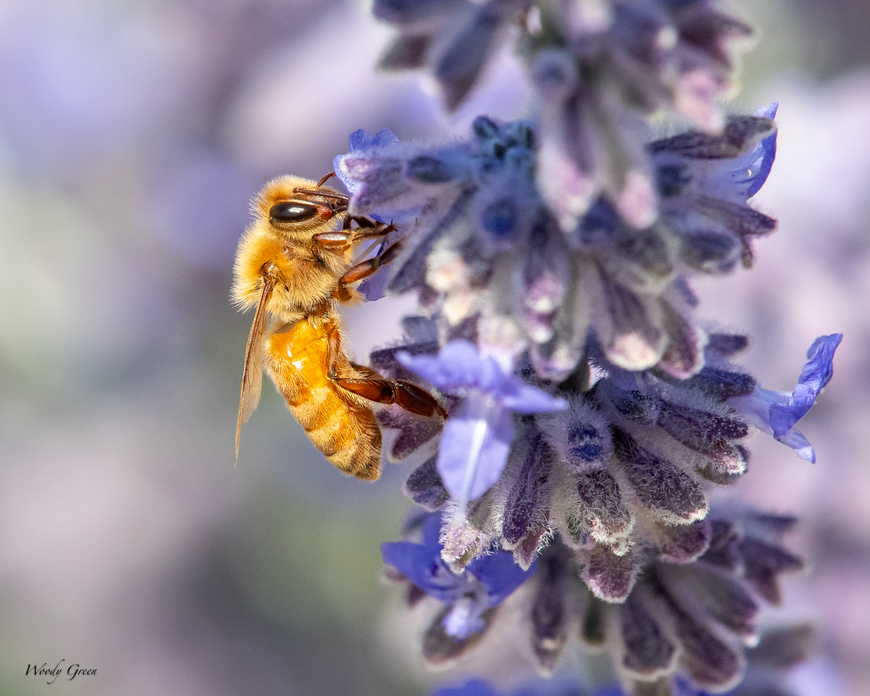 BeesLavender-63.jpg