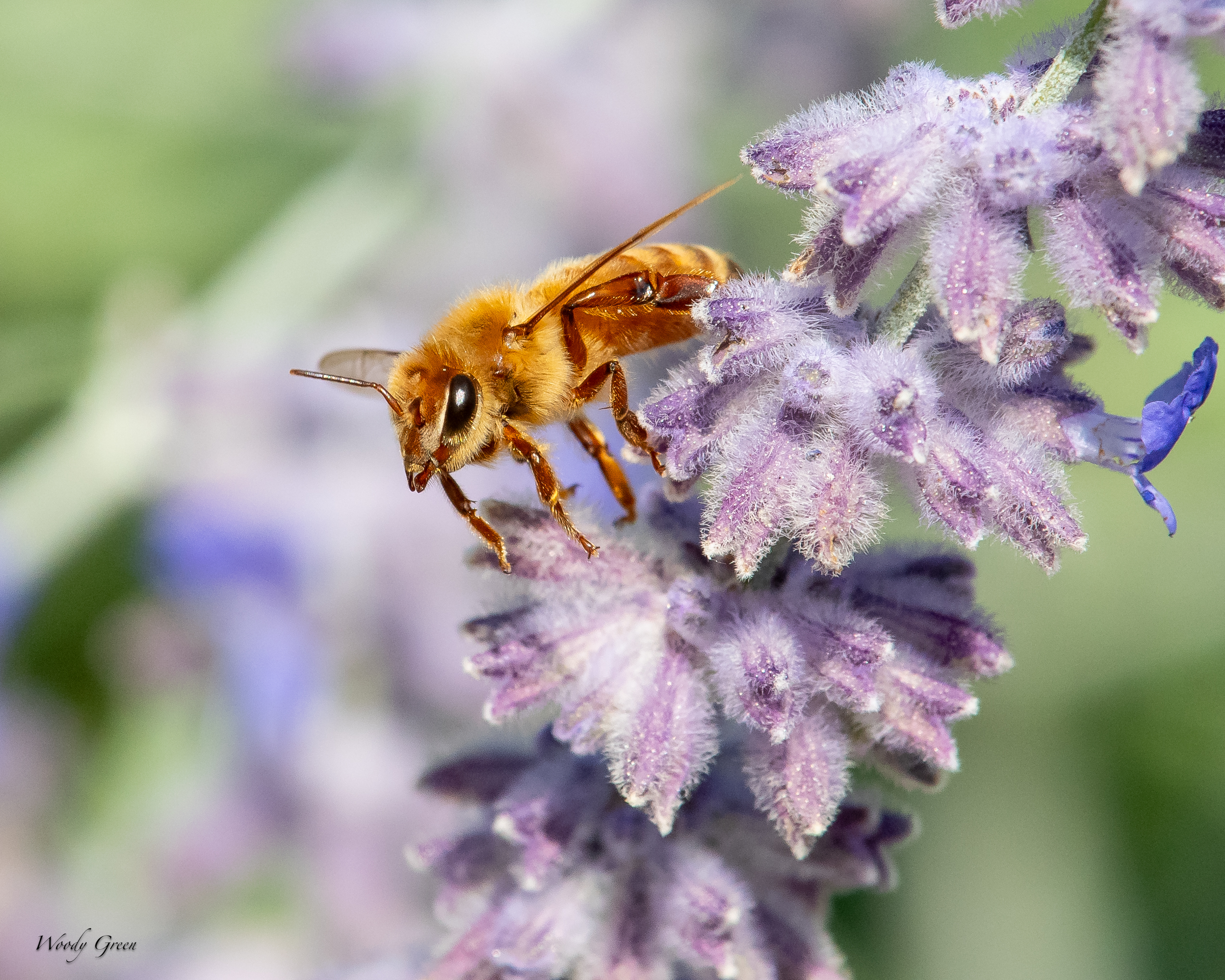 BeesLavender-64.jpg
