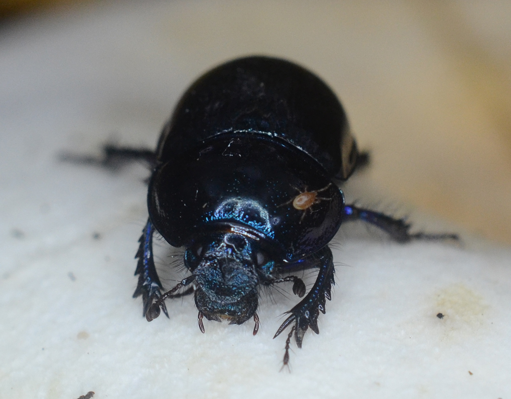 Beetle 1.jpg